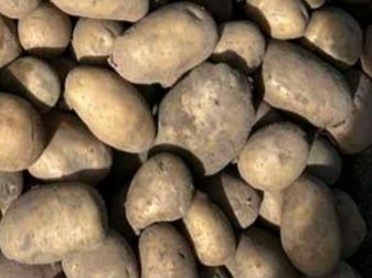 Домашня картопля