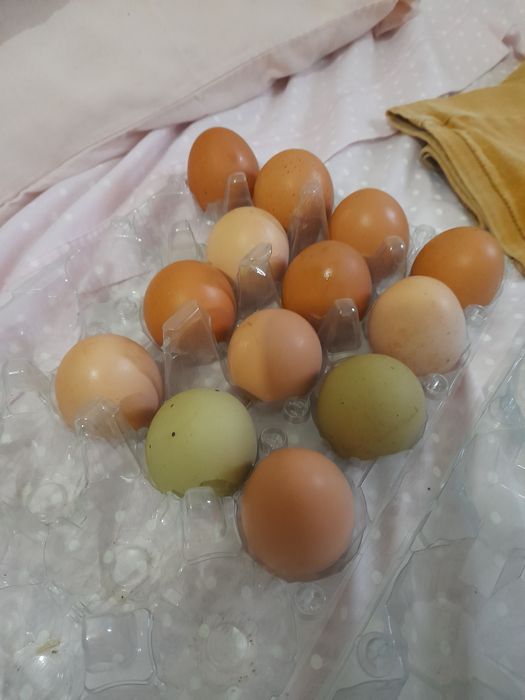 Ovos galandos de várias cores