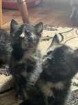 4 кошенят шукають люблячу родину.
