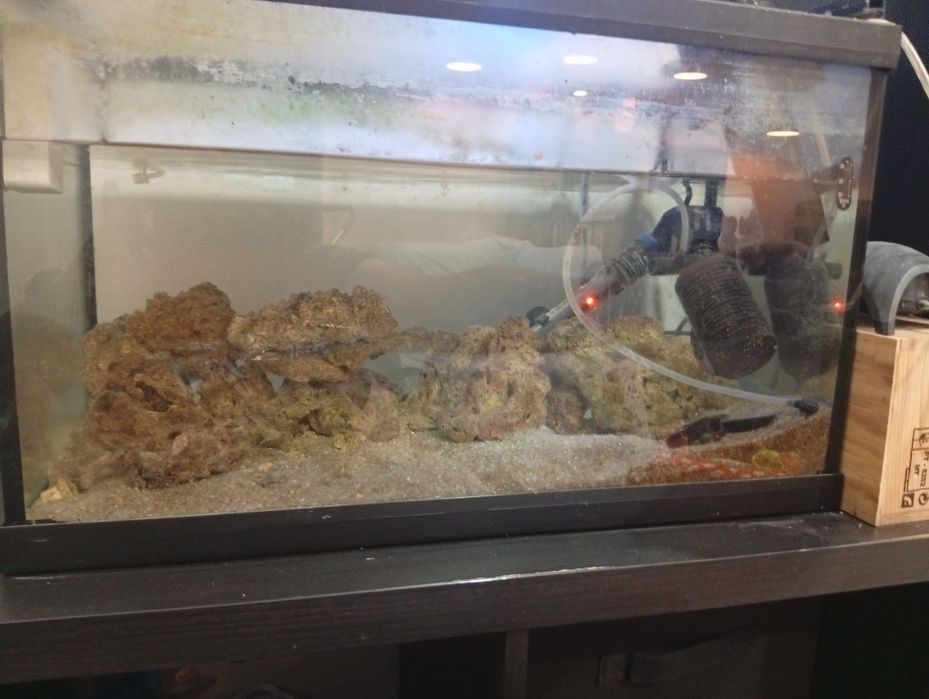 Aquário agua salgada
