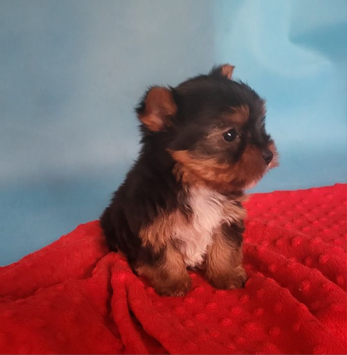 Yorkshire Terrier sunia