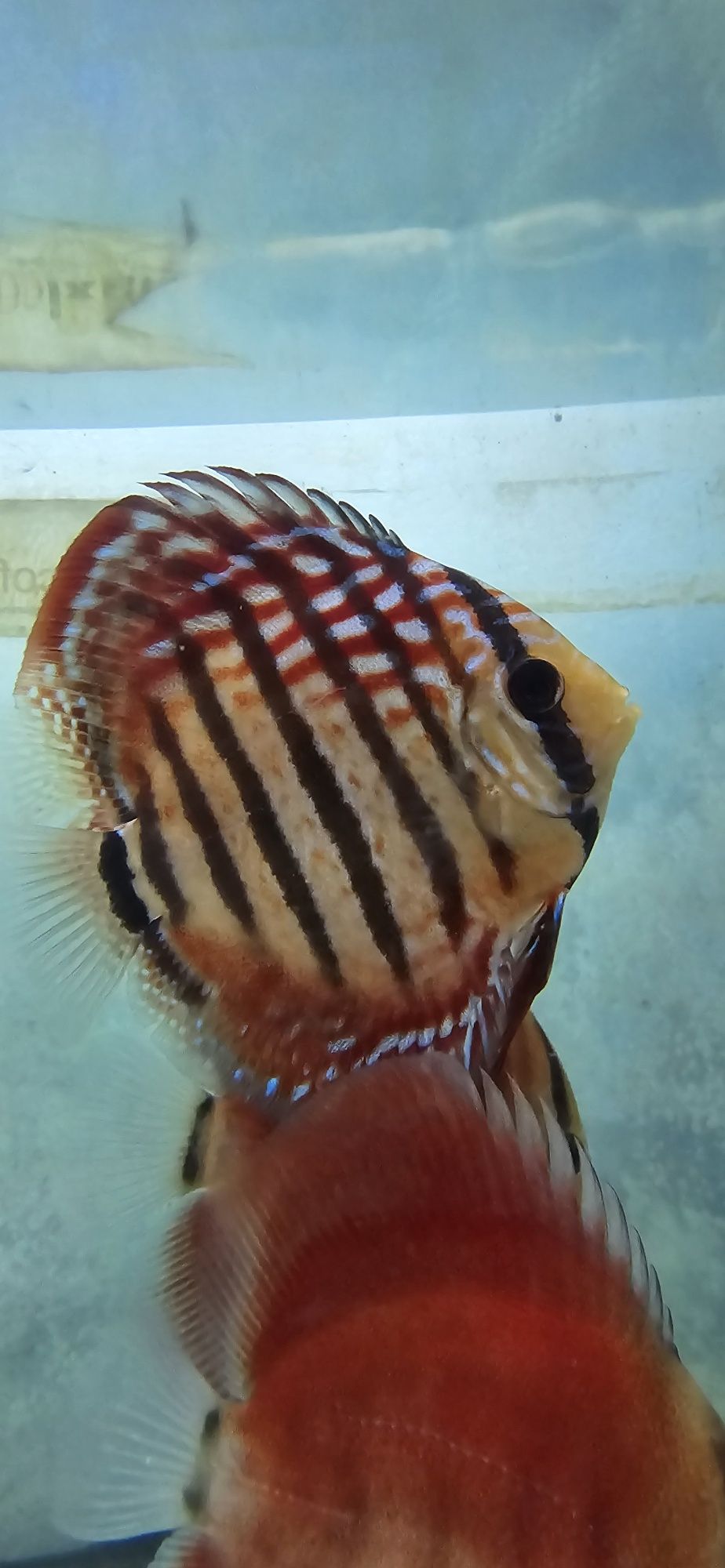 12 discus 400€ 11 a 19 cm