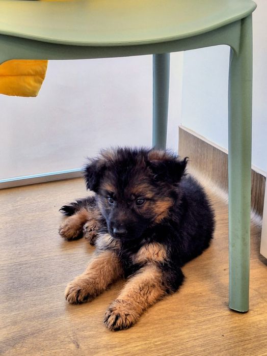 Pastor alemão pêlo comprido