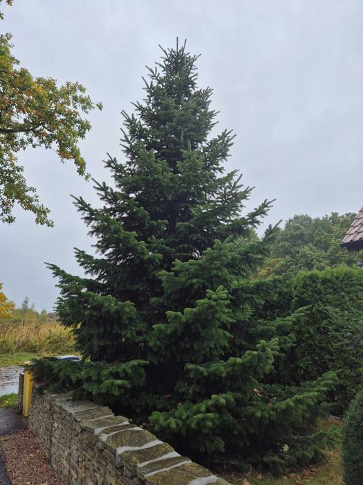 Wysokie drzewko Świąteczne jodła kaukask 8 m