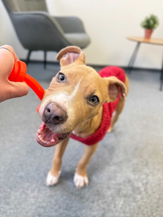 Carmen - suczka w typie rasy pitbull szuka domu tymczasowego!