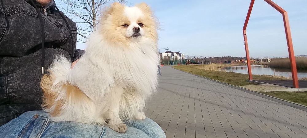 Померанський шпіц для в'язки