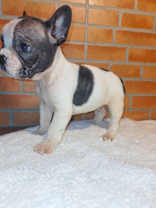 Bulldog Francês Menino