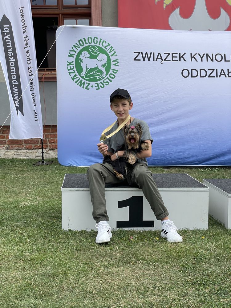 Yorkshire terrier Zkwp/FCI