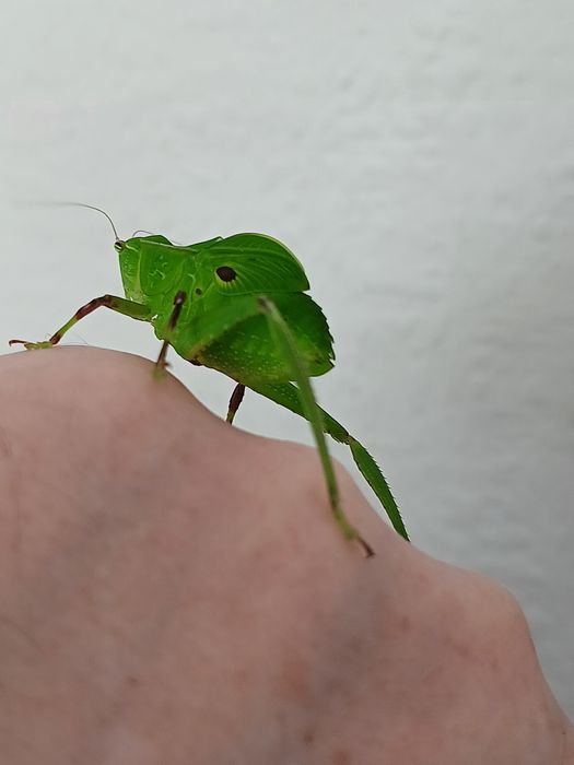 Steirodon sp.prostoskrzydłe