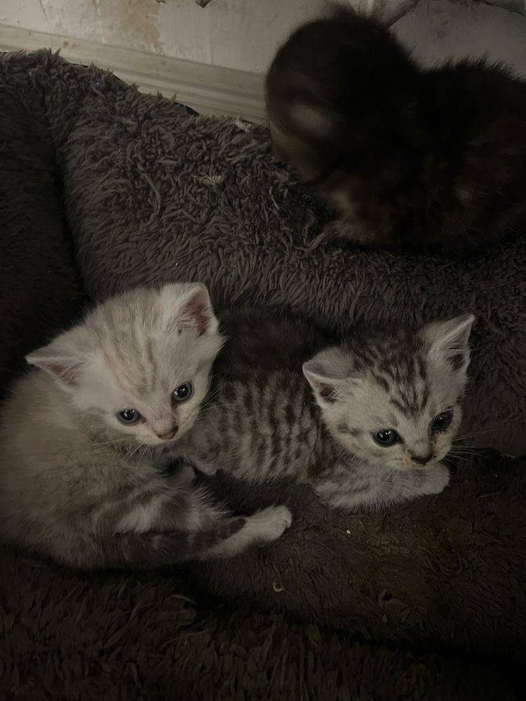 Котики в добрі руки
