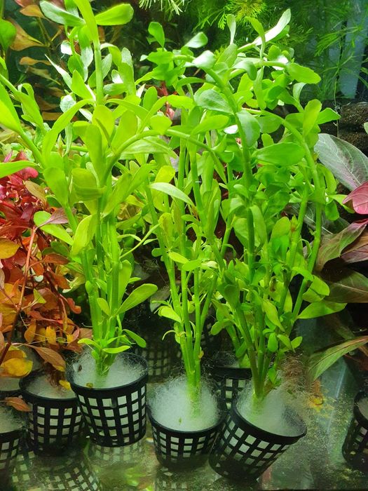 Bacopa Monnieri

Ładna Roślina do Akwarium Koszyczek