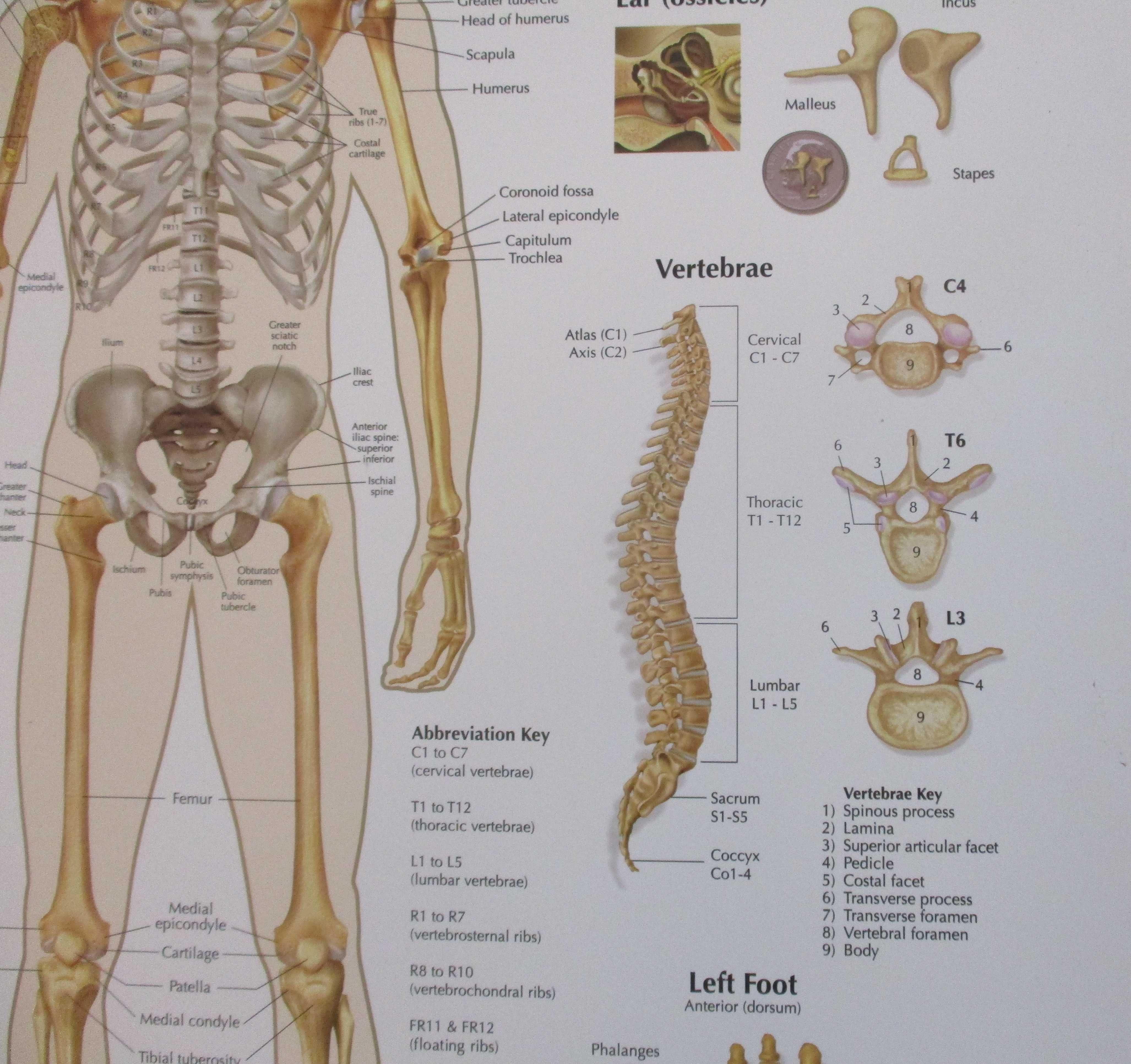 Poster grande de Medicina com Ossos e Esqueleto