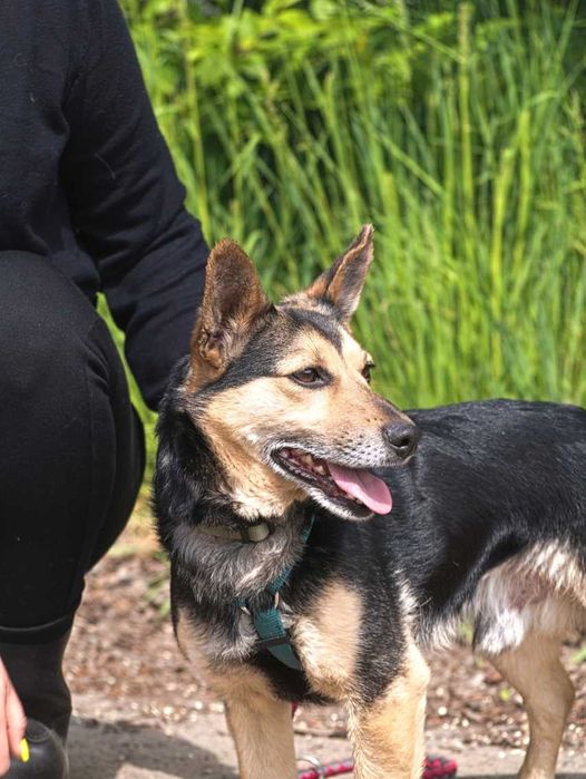 Nesbo - psi ideał tęsknie wypatruje miłości!