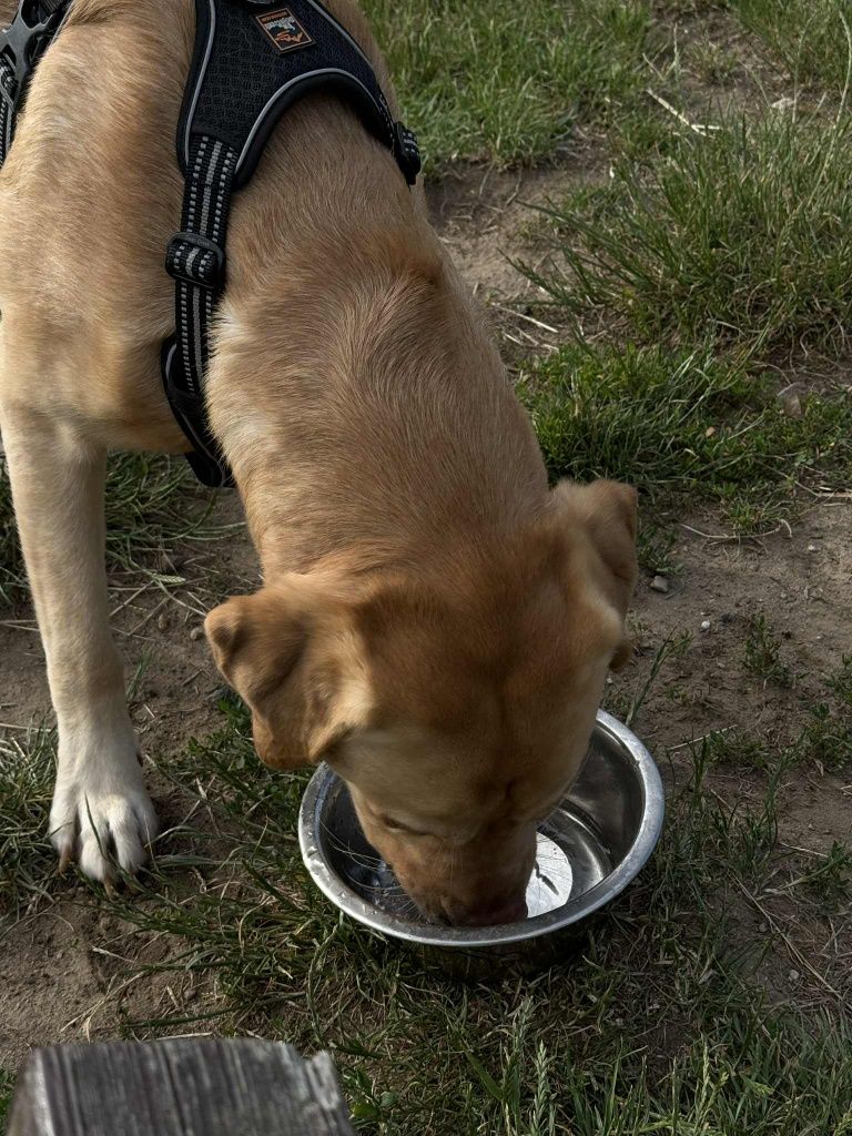 Pilnie oddam Labradora 4 letniego