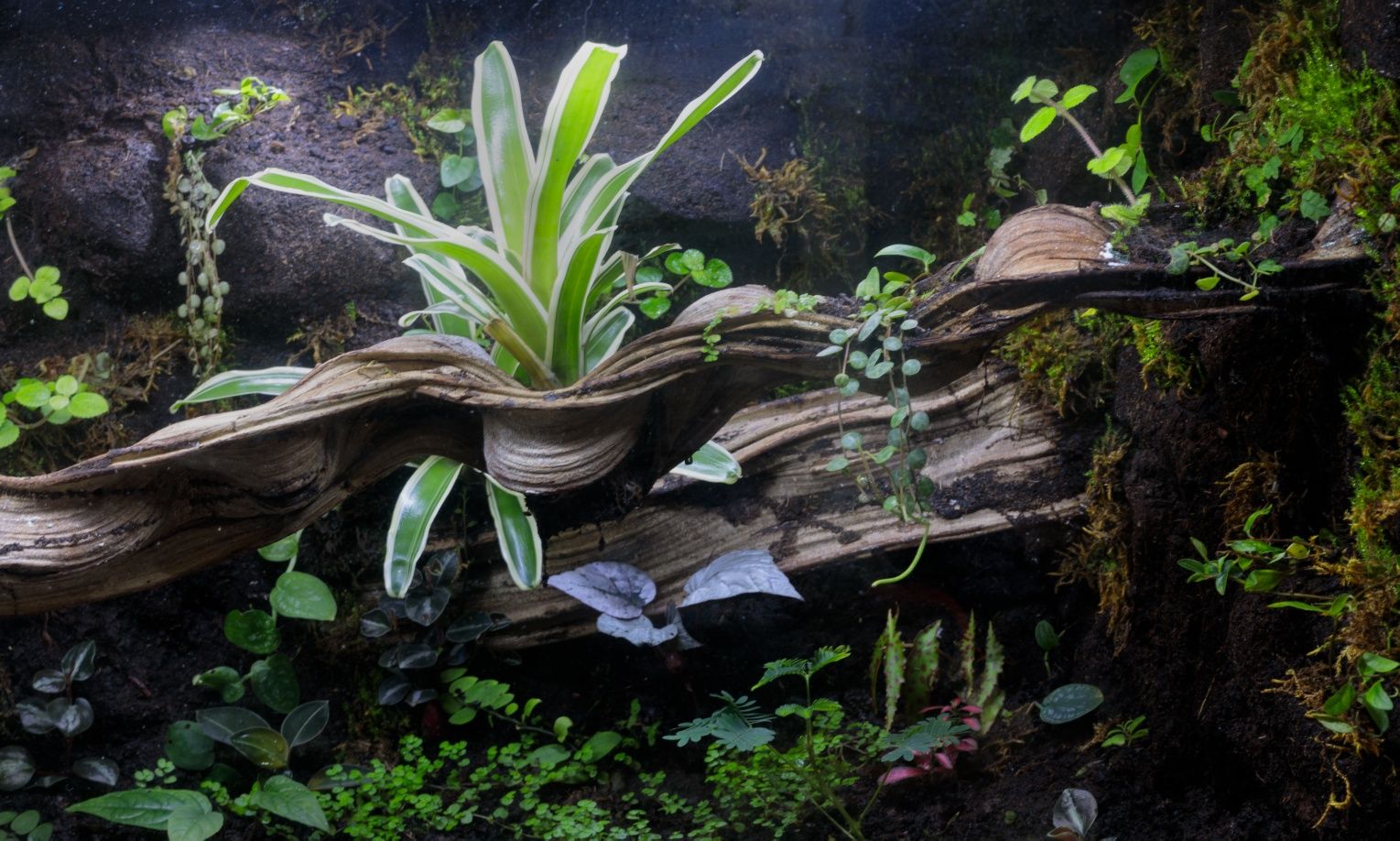 Terrarium 120x70x50 narożne z szafką dąb Craft szary