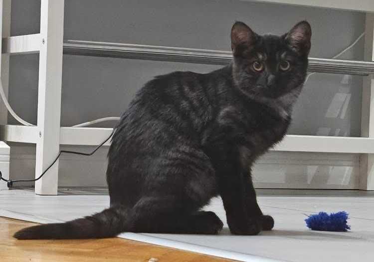 Porzucone kocie rodzeństwo szuka domu