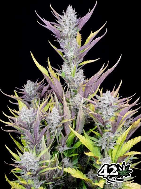 Nasiona marihuany feminizowane Wedding Glue Auto / Fast Buds 1 sztuka