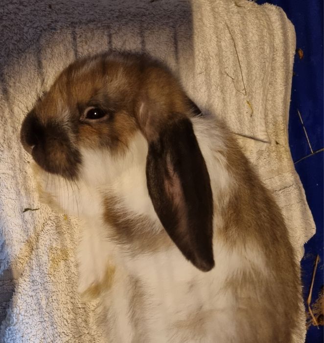 Królik baranek mini lop