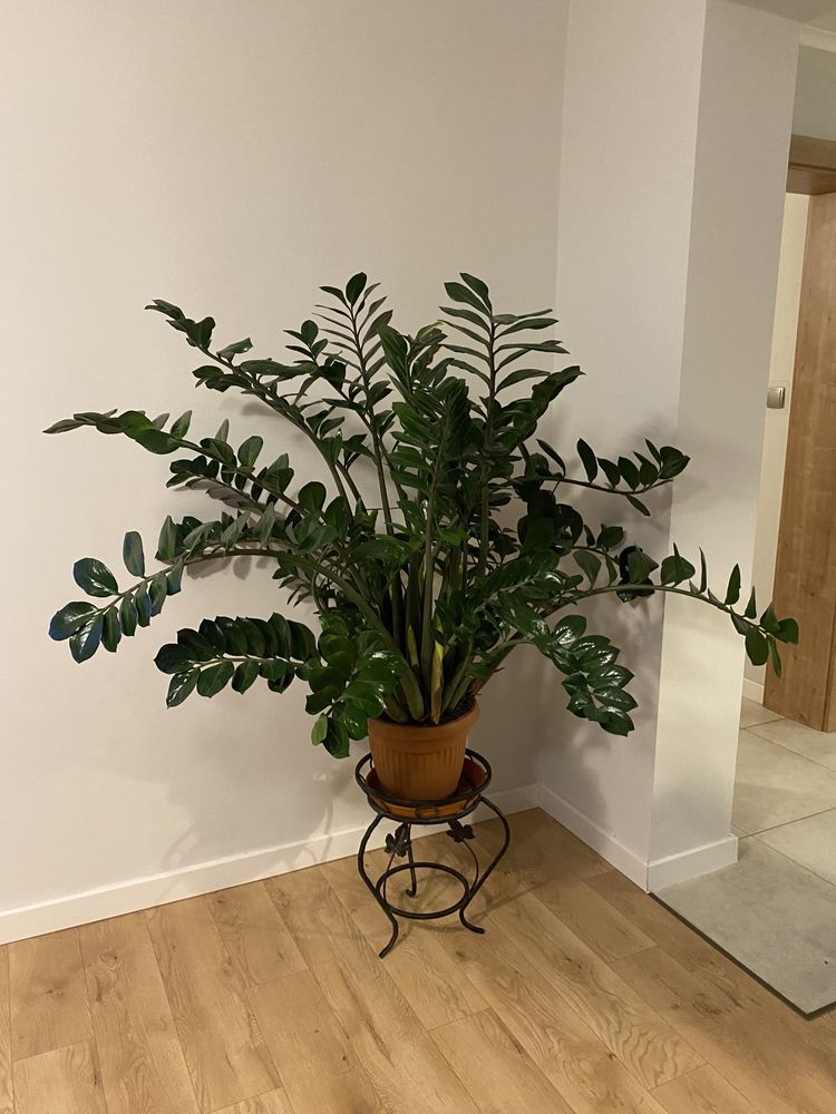 Zamioculcas zamiifolia Zamiokulkas zamiolistny