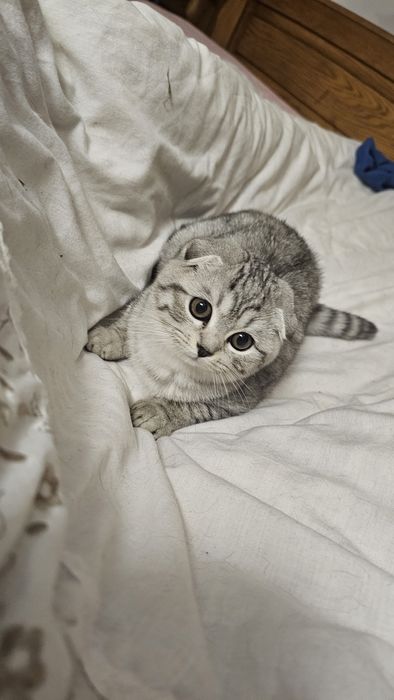 Шотландські кошенята