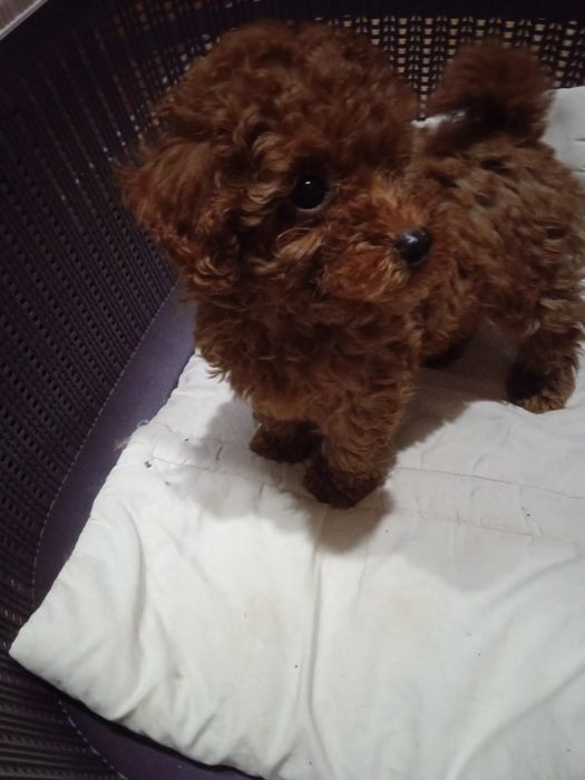 Хлопчик  Той пудель