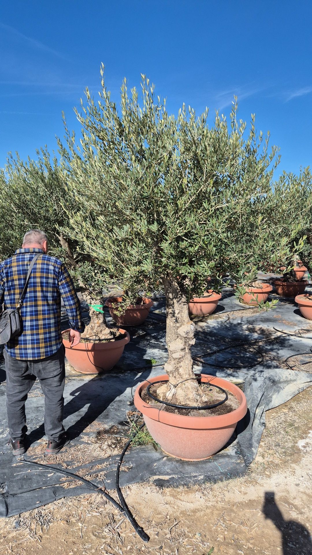 Drzewo oliwne.  Drzewko oliwne. Yucca rostrata.