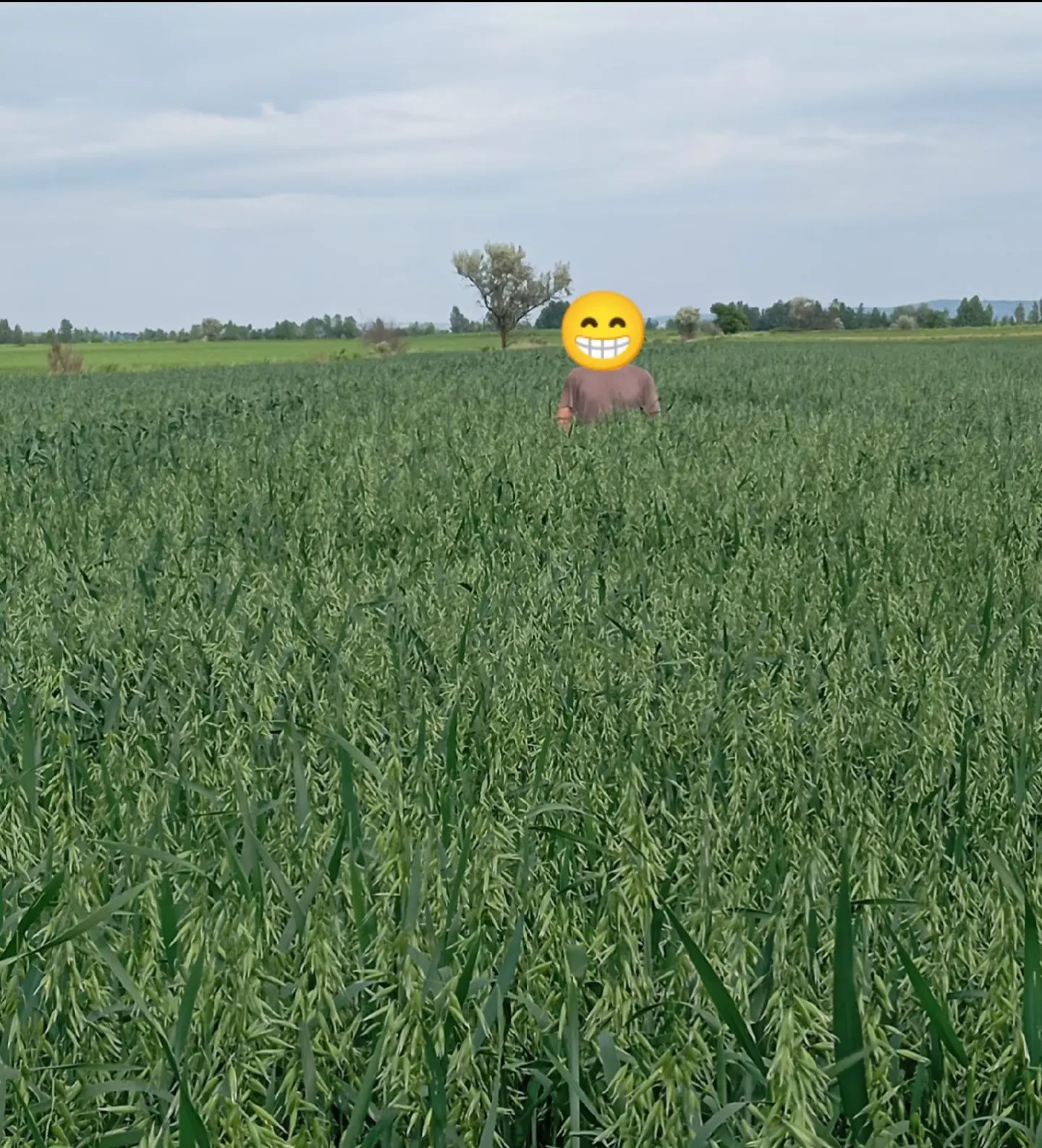 Продаю тюки овса