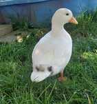 Biała kaczuszka call duck młoda
