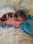 **JAMNIK MINIATUROWY ** piesek choco merle do rezerwacji