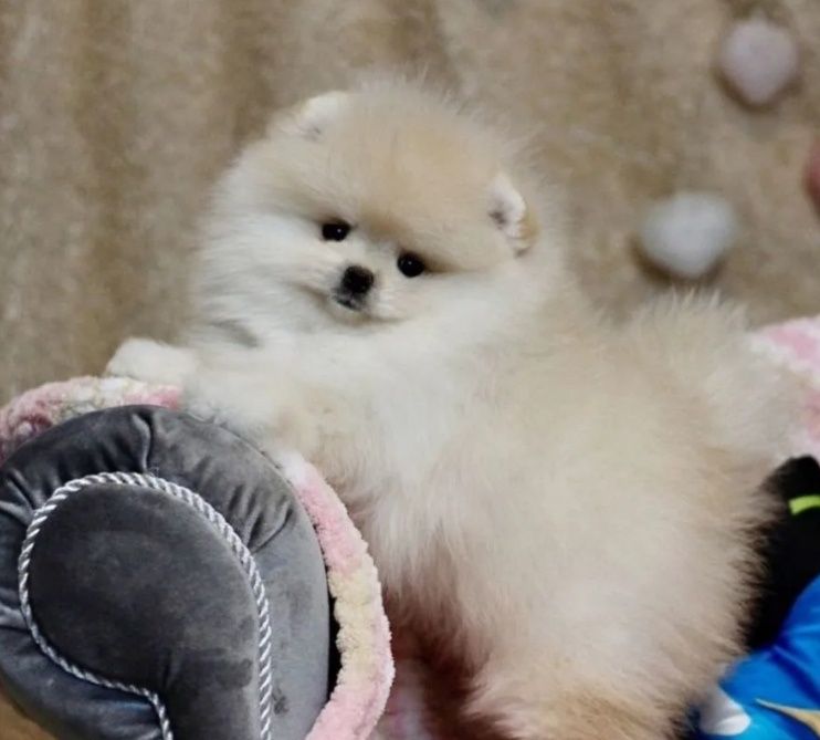 Пушистики шикарные крохи