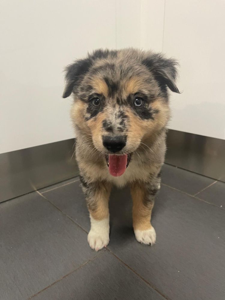 Border collie blue merle tricolor macho