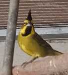 Cardeal Amarelo (Gubernatrix cristata)