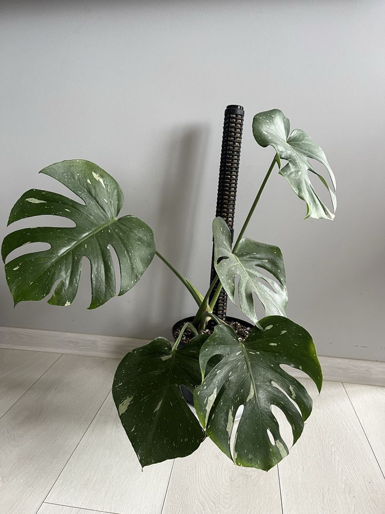 Monstera thai constelation