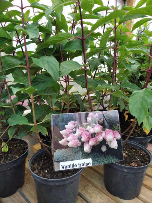 Гортензія морозостійка