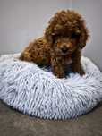 Maltipoo chłopiec