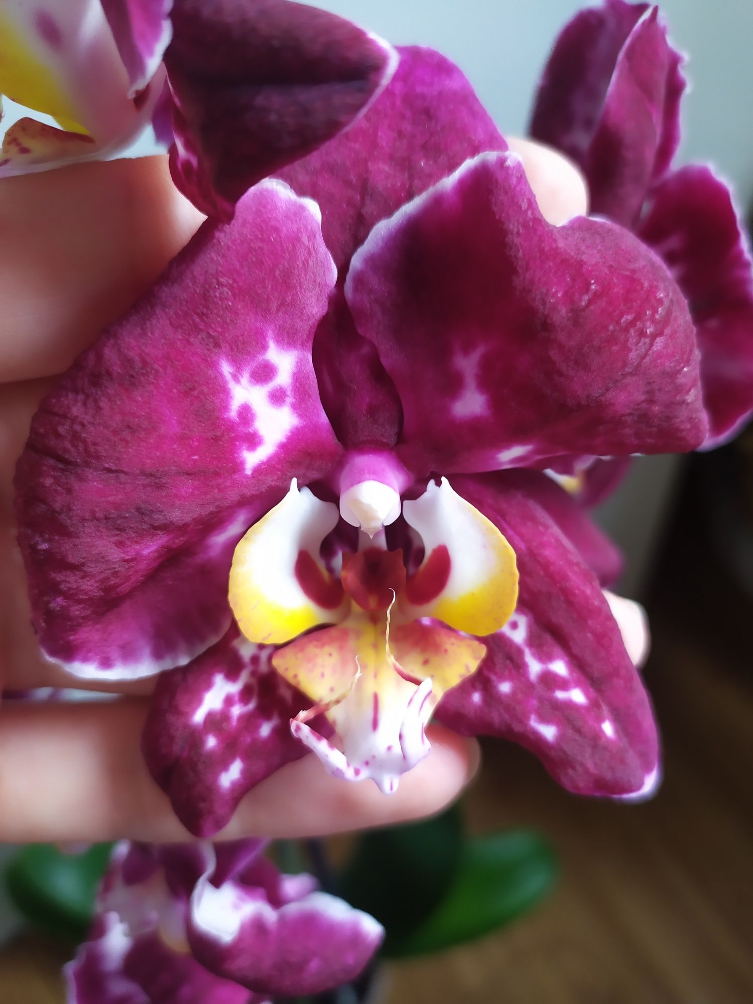 Орхидея с бархатным цветком