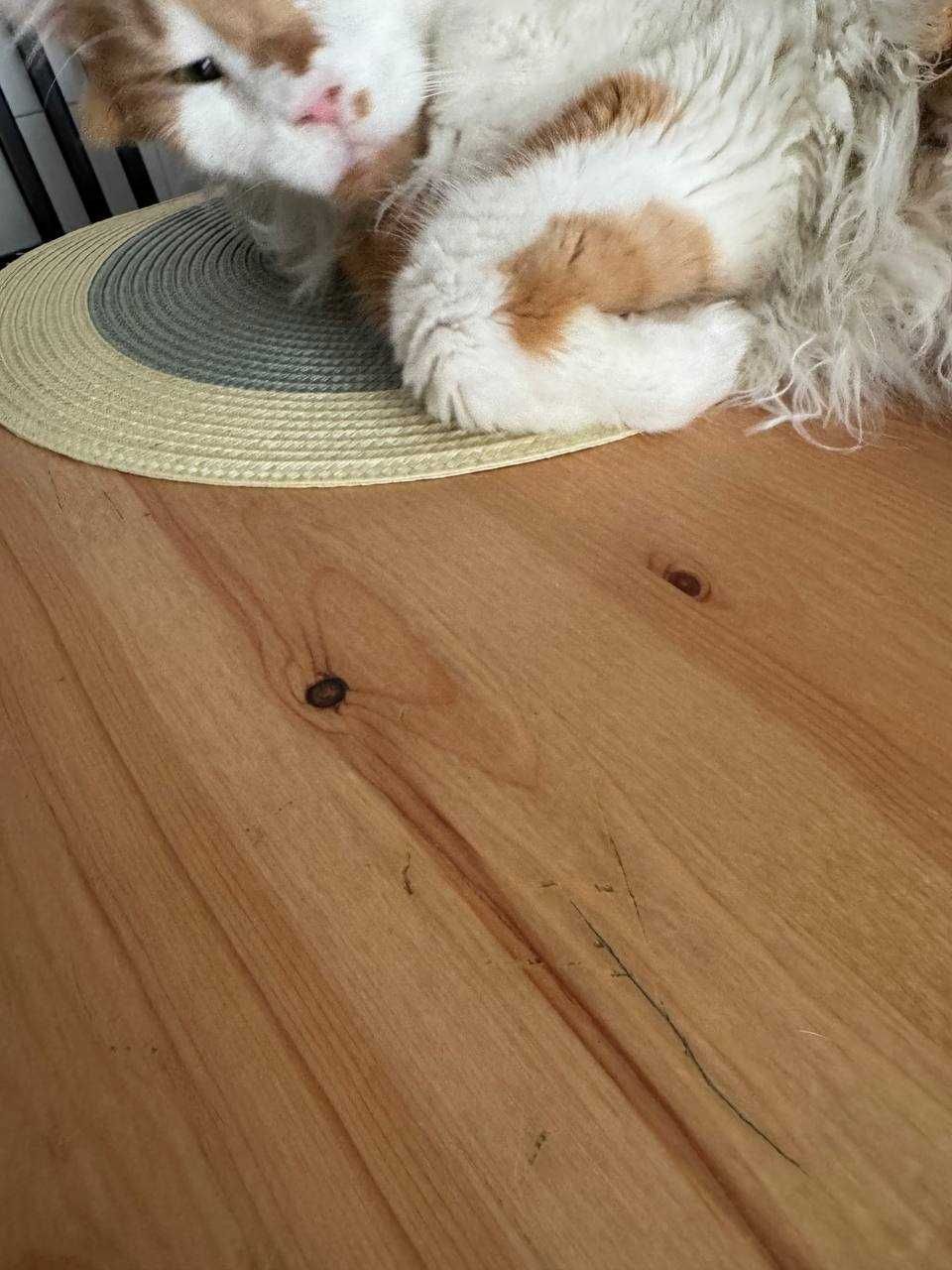 Mesa de cozinha (e gato)