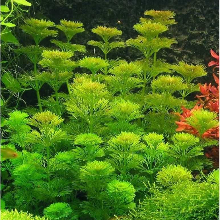 Limnophila Sessiflora – Planta aquática