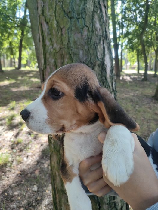 Beagle chłopiec śliczny
