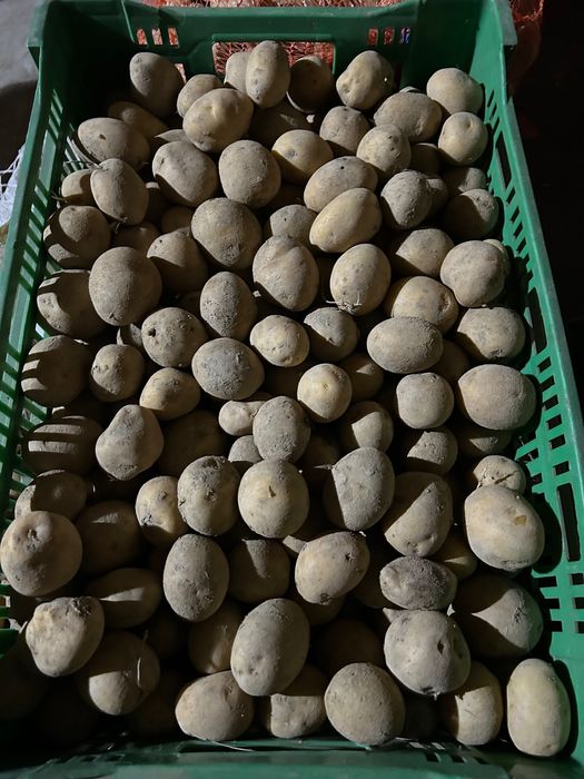 Ziemniaki jadalne Ekologiczne Gala