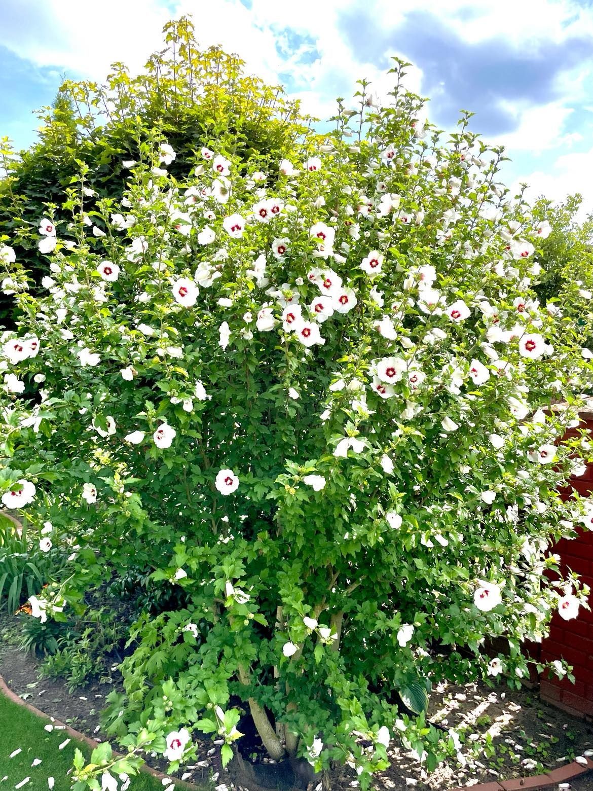 Hibiscus , róża  chińska