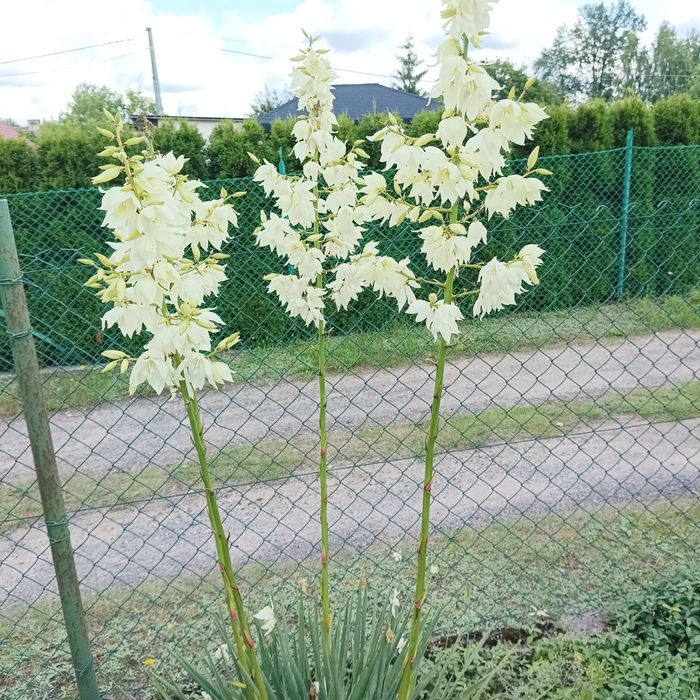 99. Juka ogrodowa -2 sztuki