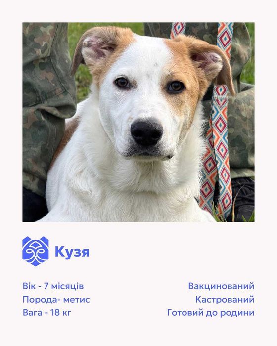 Кузя, метис, шукає дім