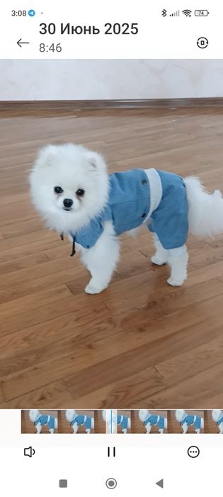 Одежда для животных