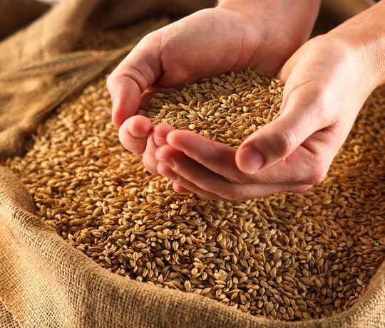 Продам пшеницу Курахово, 4000 грн/тонна