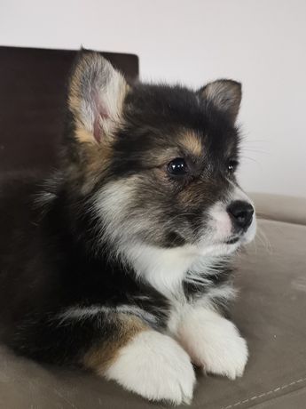 Welsh Corgi Pembroke