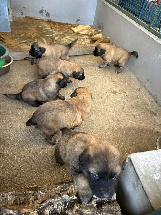 Cachorros para adoçao