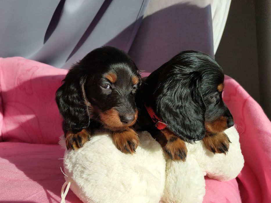 Jamnik długowłosy Związek Kynologiczny w Polsce FCI