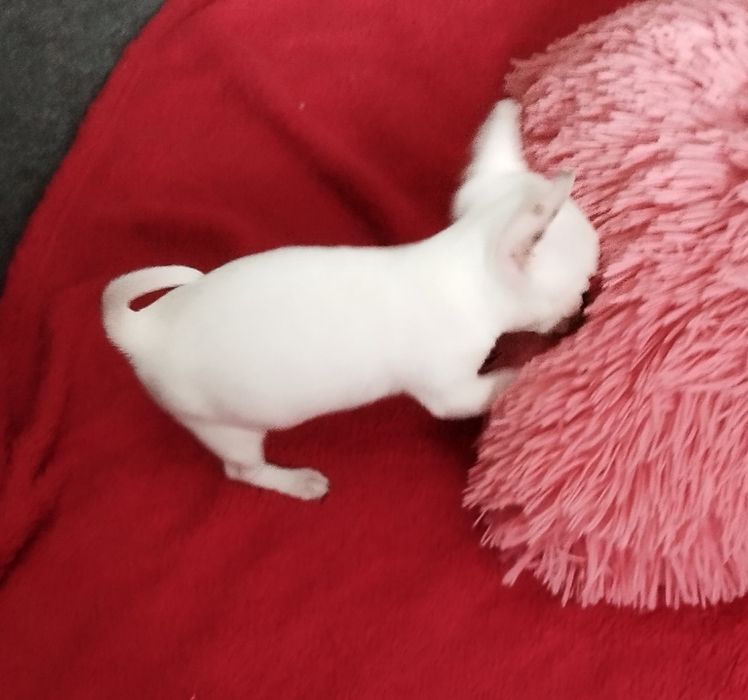 Chihuahua mini suczka