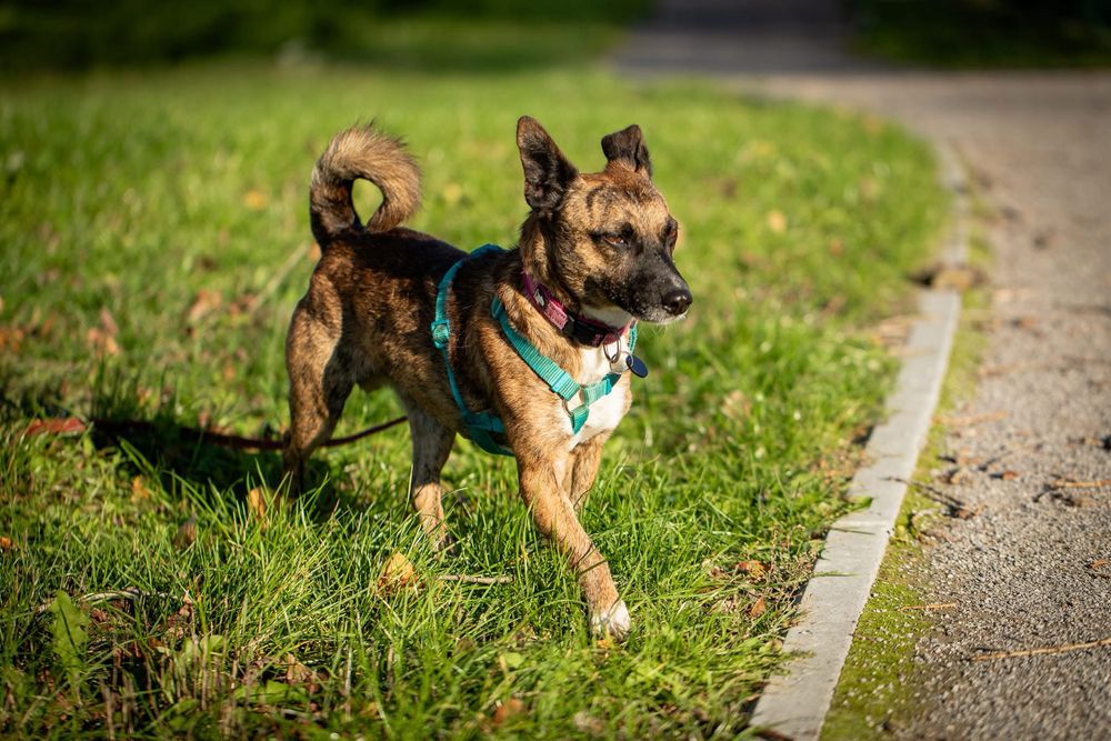 Miodek – mały, pełen życia psiak szuka domu! Adopcja